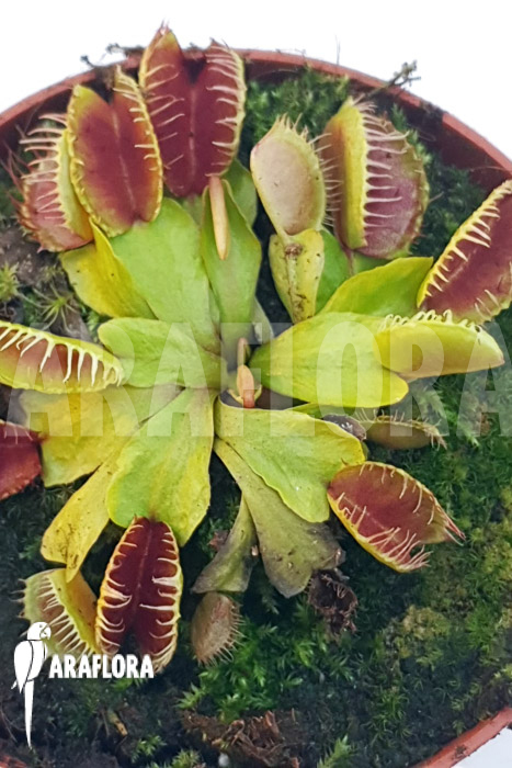 Dionaea muscipula ‚One and only 15‘