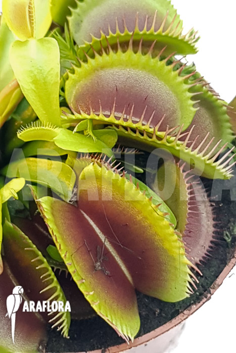 Dionaea muscipula ‚One and only 16‘