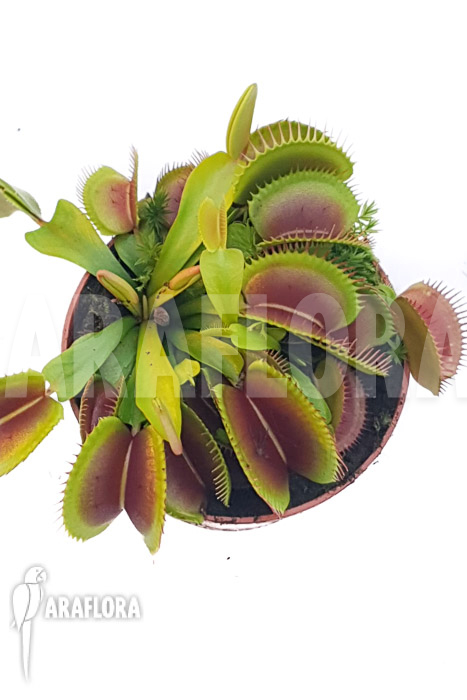 Dionaea muscipula ‚One and only 16‘