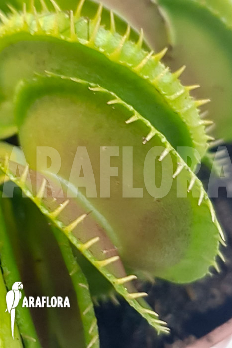 Dionaea muscipula ‚One and only 17‘