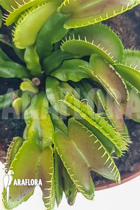 Dionaea muscipula ‚One and only 17‘