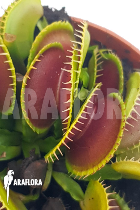 Dionaea muscipula ‚One and only 18‘