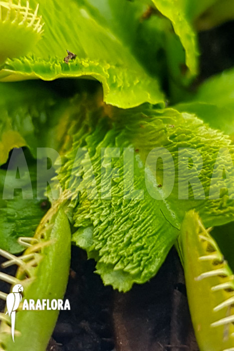 Dionaea muscipula ‚One and only 19‘