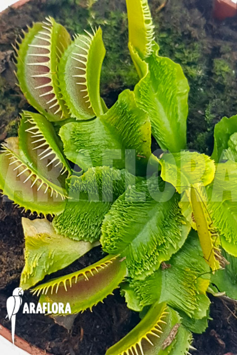 Dionaea muscipula ‚One and only 19‘