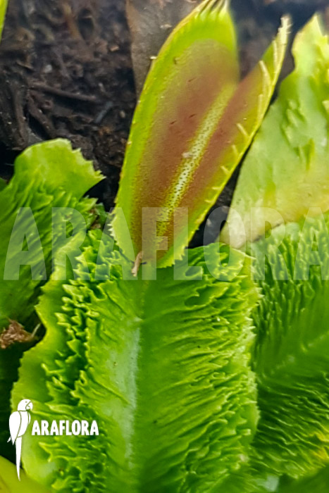 Dionaea muscipula ‚One and only 19‘