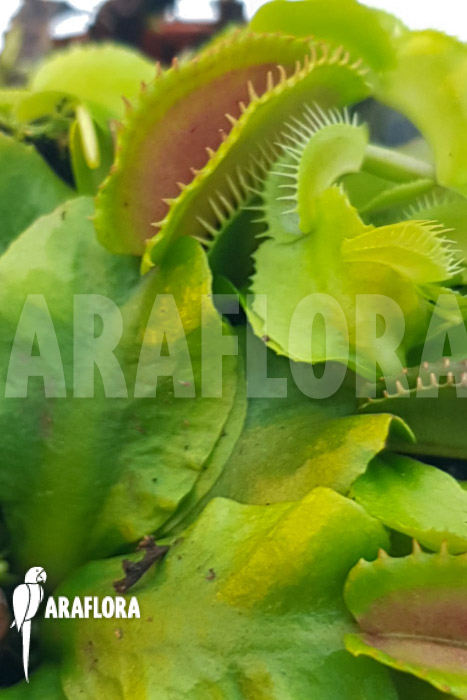 Dionaea muscipula ‚One and only 20‘