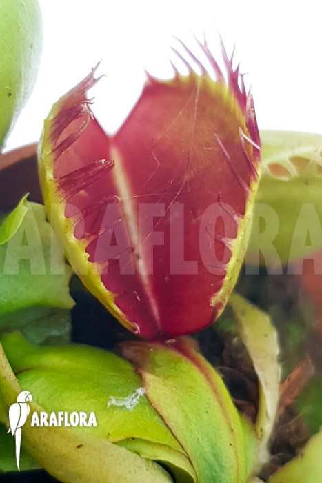 Dionaea muscipula ‚One and only 21‘