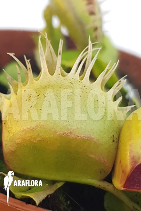 Dionaea muscipula ‚One and only 21‘