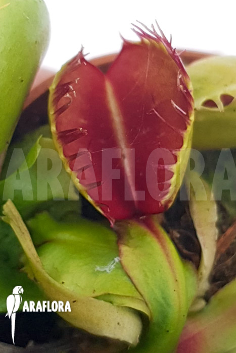 Dionaea muscipula ‚One and only 21‘