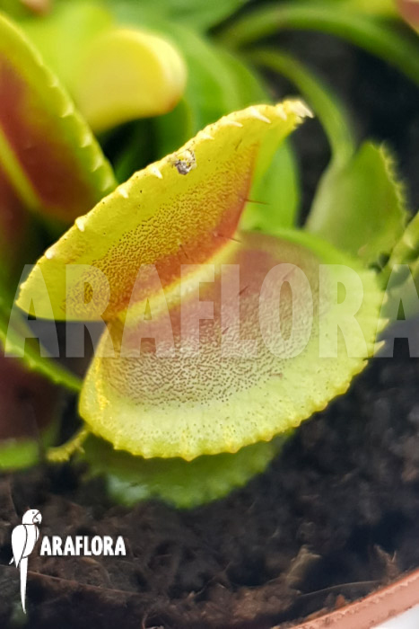 Dionaea muscipula ‚One and only 23‘