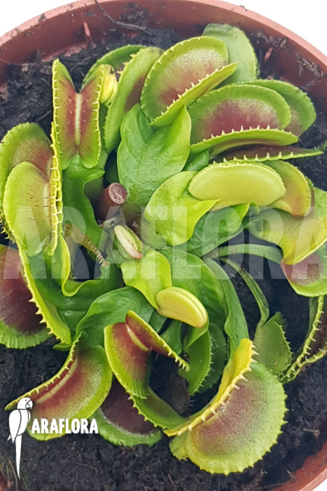 Dionaea muscipula ‚One and only 23‘