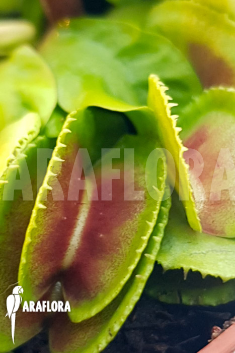 Dionaea-muscipula-One-and-only-23-4