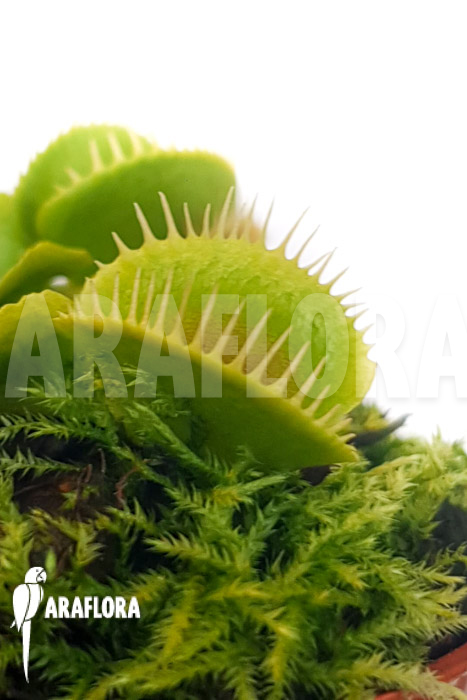 Dionaea muscipula ‚One and only 24‘
