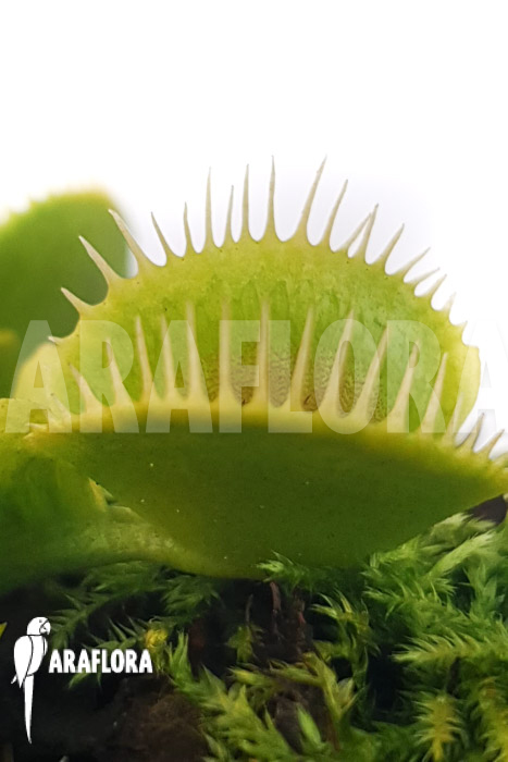 Dionaea muscipula ‚One and only 24‘