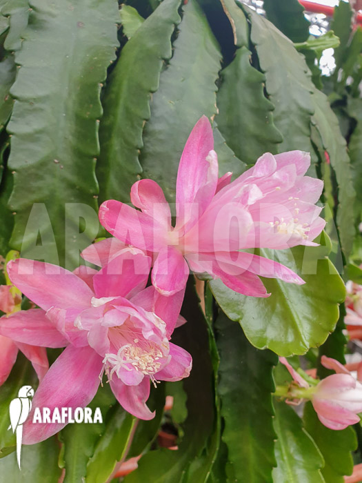 Disocactus phyllanthoides ‚Deutsche Kaiserin‘