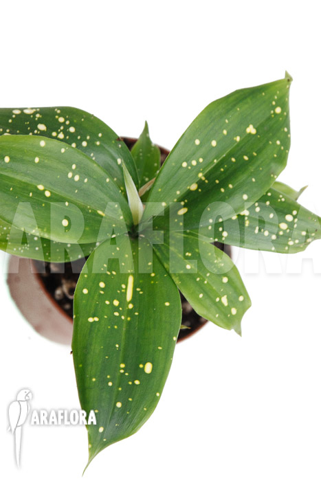 Dracaena surculosa ‚Florida Beauty‘