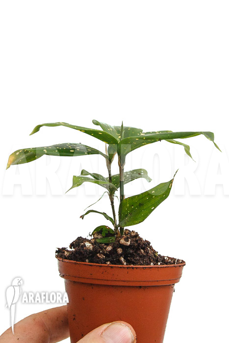 Dracaena surculosa ‚Florida Beauty‘