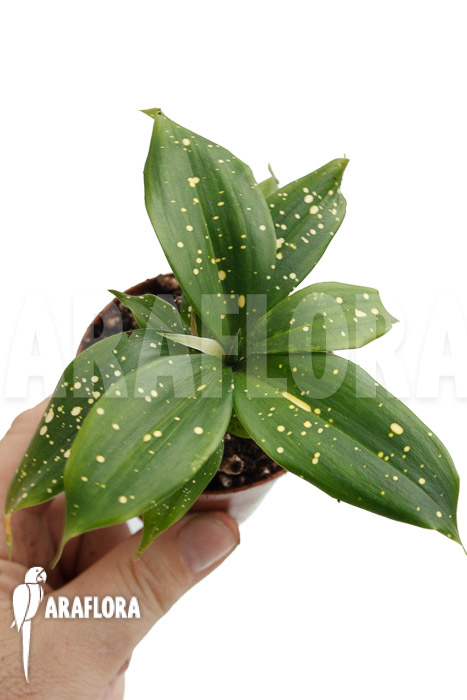 Dracaena surculosa ‚Florida Beauty‘