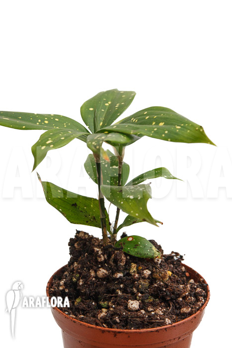 Dracaena surculosa ‚Florida Beauty‘