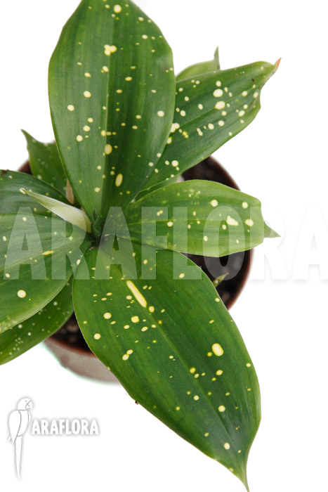 Dracaena surculosa ‚Florida Beauty‘