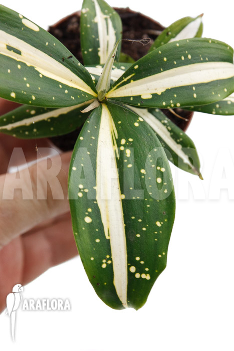 Dracaena surculosa ‚Milky Way‘