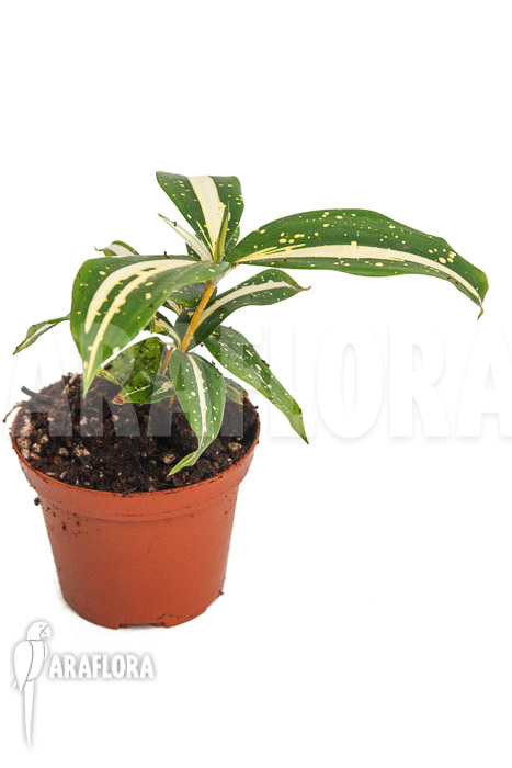 Dracaena surculosa ‚Milky Way‘