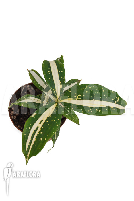 Dracaena surculosa ‚Milky Way‘