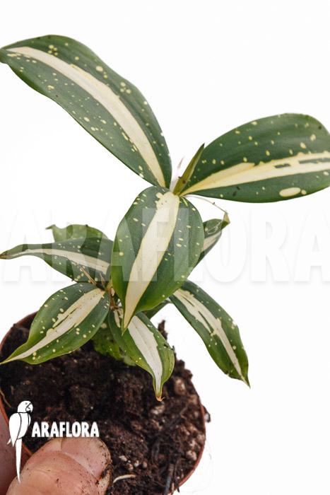 Dracaena surculosa ‚Milky Way‘