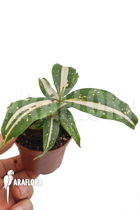 Dracaena surculosa ‚Milky Way‘