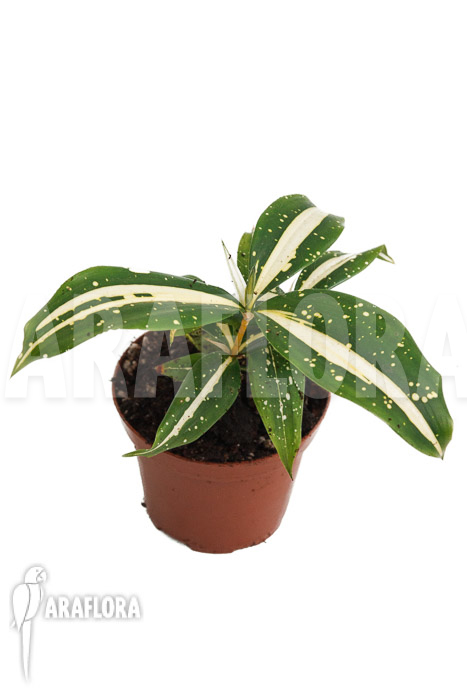 Dracaena surculosa ‚Milky Way‘