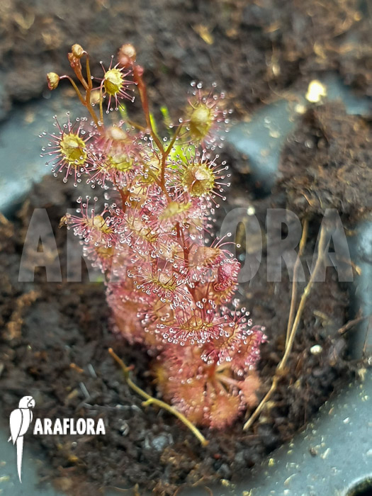 Drosera basifolia