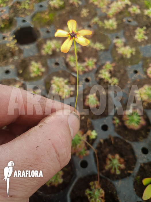 Drosera callistos
