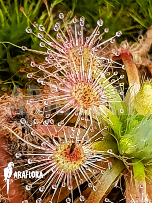 Drosera closterostigma