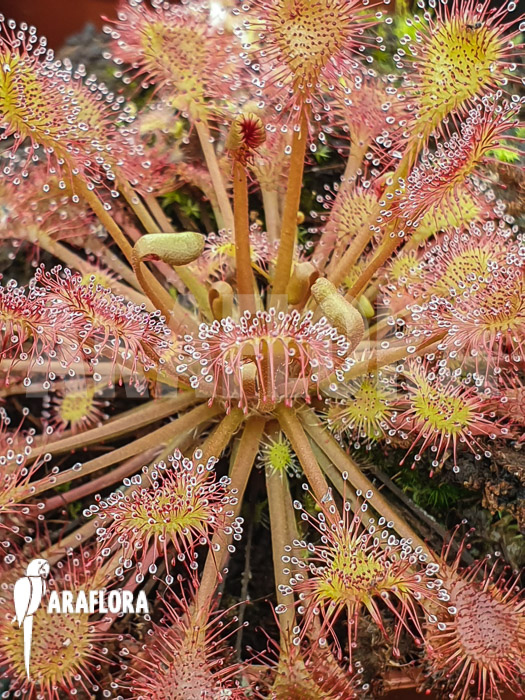 Drosera x beleziana