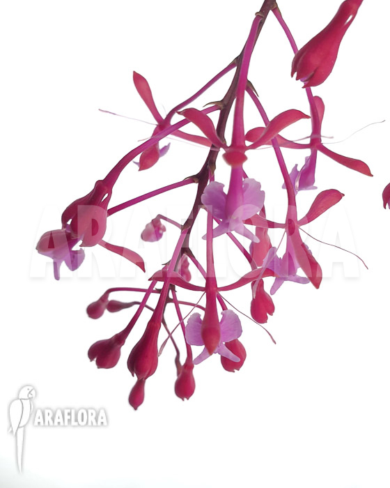 Epidendrum capricornu