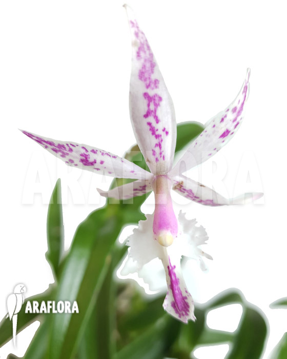 Epidendrum hybrid