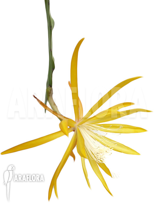 Epiphyllum ‚Fruehlingsgold‘