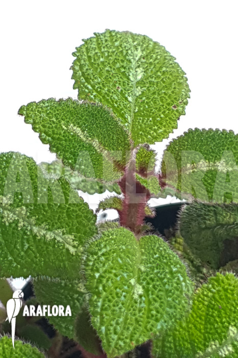 Episcia new