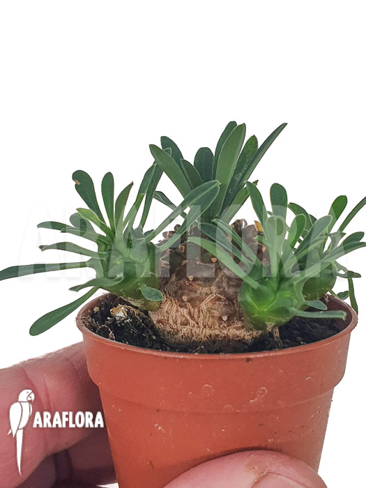 Euphorbia bupleurifolia ‚Starter‘