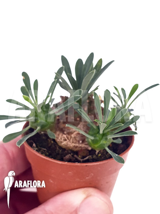 Euphorbia bupleurifolia ‚Starter‘