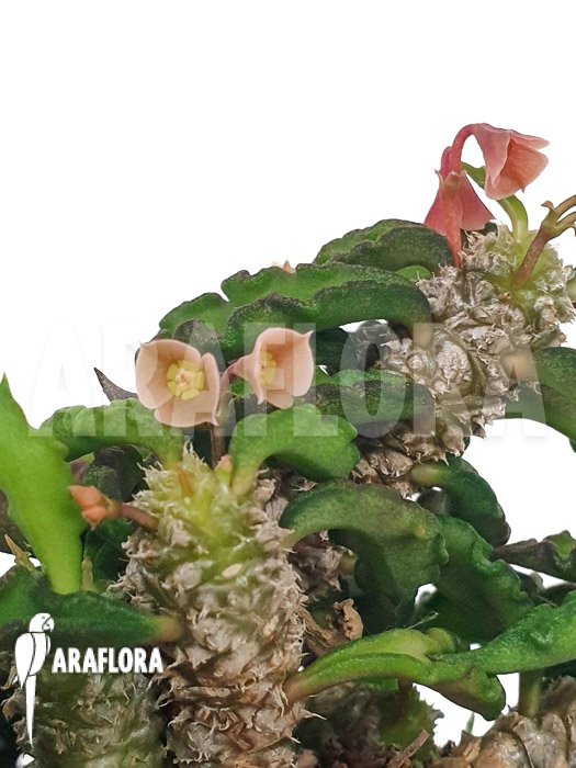 Euphorbia decaryi ‚L‘