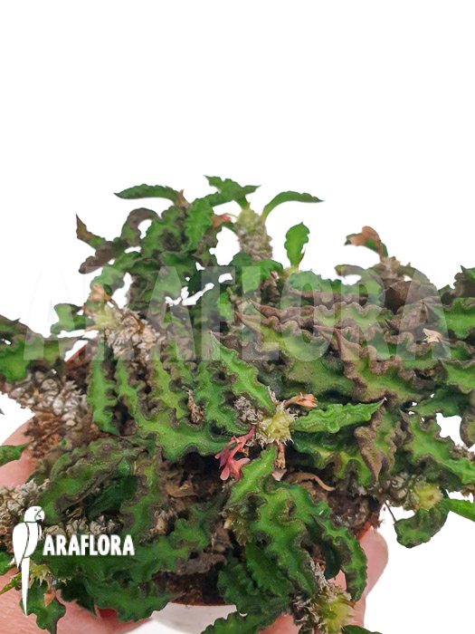 Euphorbia decaryi ‚L‘