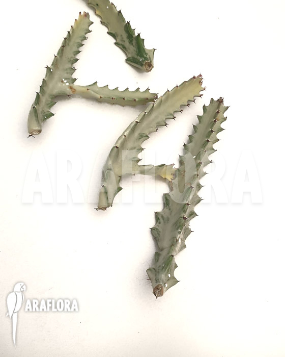 Euphorbia lactea ‚White ghost‘ ‚Starter‘