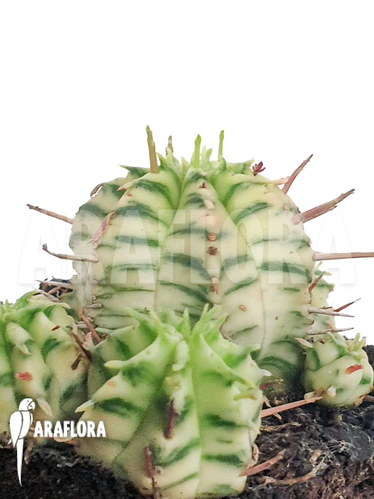 Euphorbia meliformis variegated