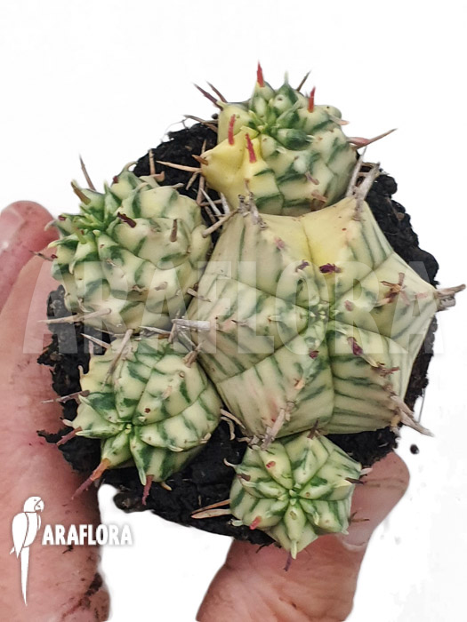 Euphorbia meliformis variegated