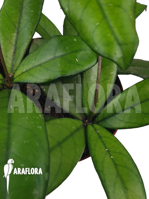 Hoya crassipetiolata ‚Starter‘