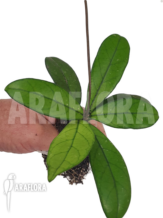 Hoya crassipetiolata ‚Starter‘