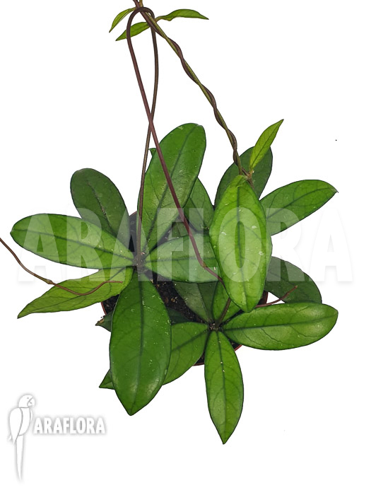 Hoya crassipetiolata ‚Starter‘