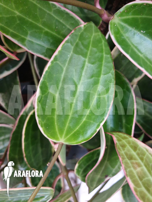 Hoya macrophylla ‚albomarginata‘ ‚Starter‘