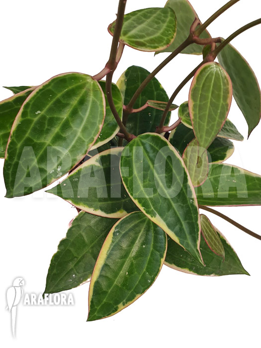 Hoya macrophylla ‚albomarginata‘ ‚Starter‘